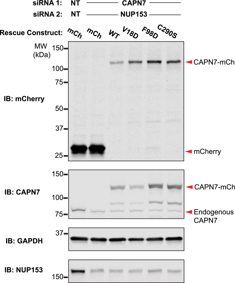 Figure 4—figure supplement 1.