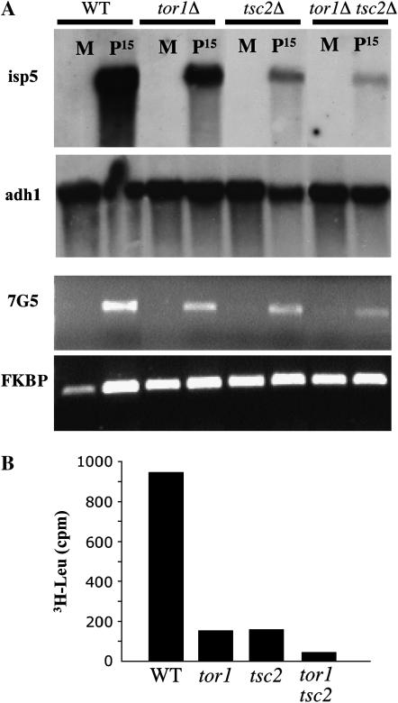 Figure 3.—