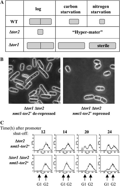 Figure 2.—