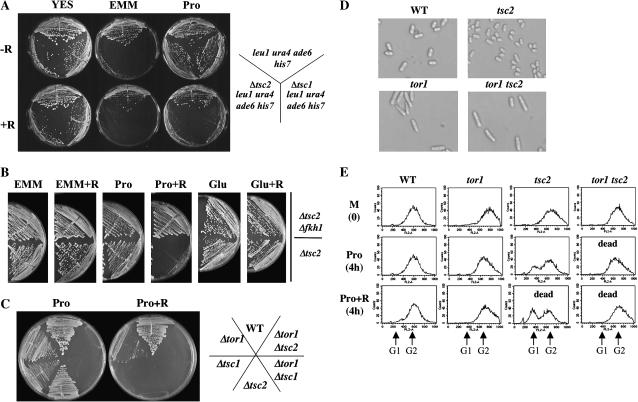 Figure 4.—