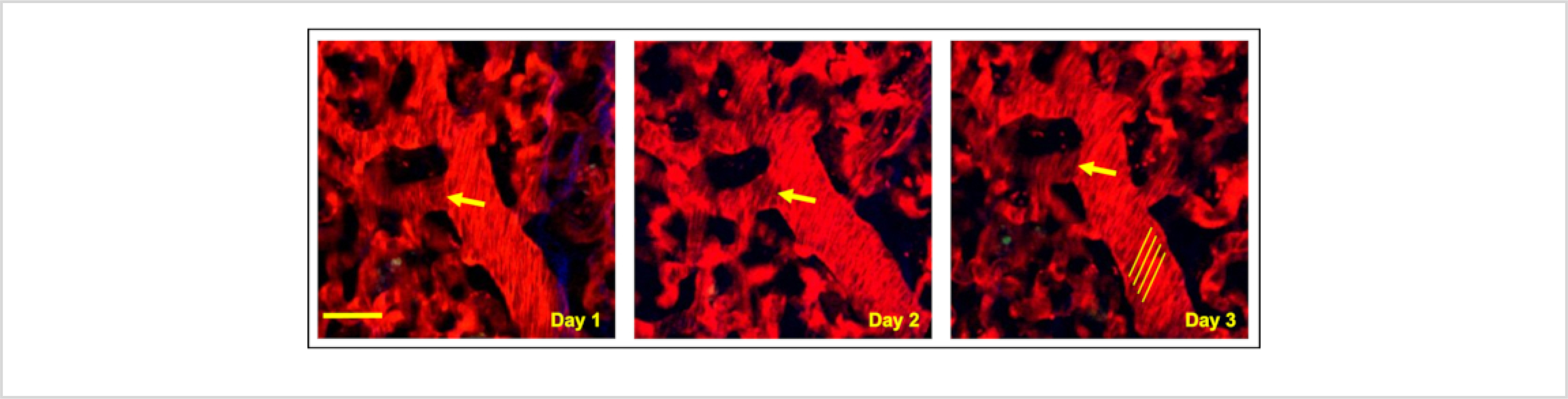 Figure 2: