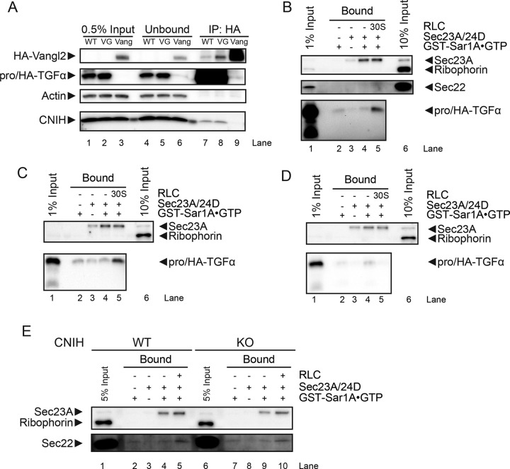 FIGURE 5: