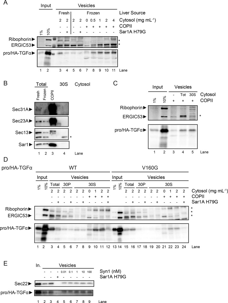 FIGURE 1: