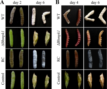 FIG. 2.