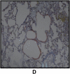 Fig. 6D