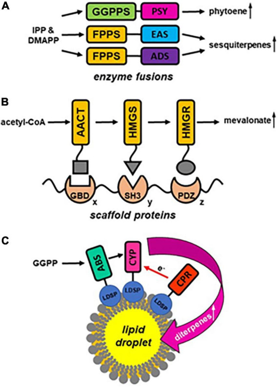 FIGURE 2