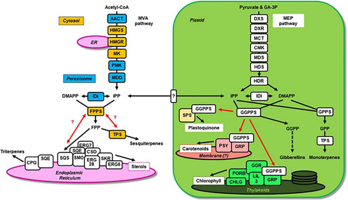 FIGURE 1