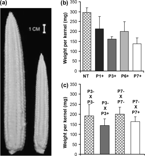 Fig. 7.