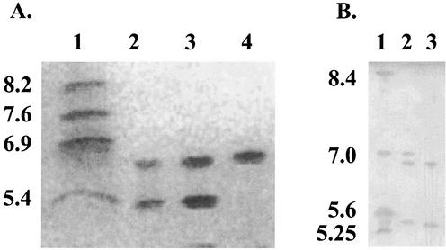 FIG. 1.