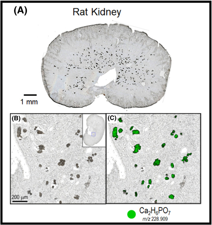 FIGURE 10