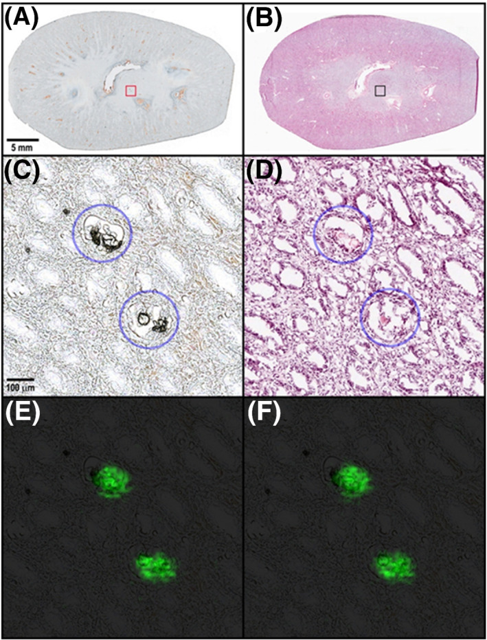 FIGURE 9