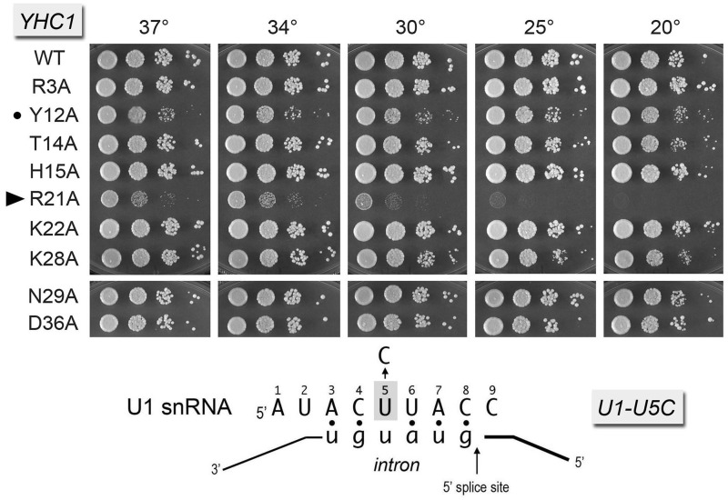 Figure 5.