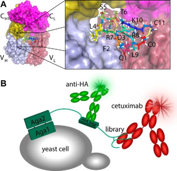 FIGURE 1.