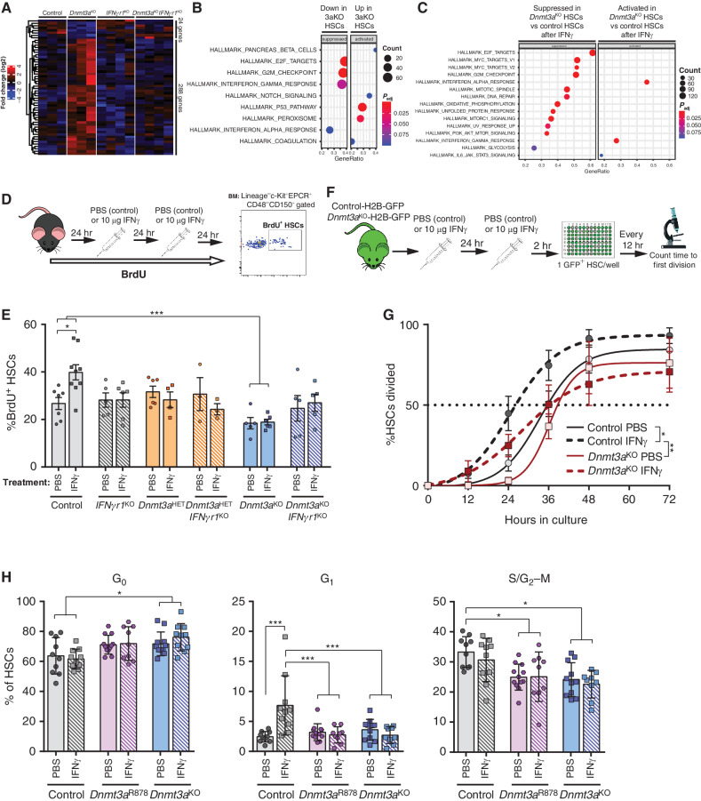 Figure 4. Dnmt3a-mutant HSCs retain quiescence after IFNγ challenge. A, Expression pattern of differentially expressed genes (DEGs; P < 0.05, fold-change >2) between control and Dnmt3aKO HSCs across IFNgr1KO and Dnmt3aKOIFNgr1KO HSCs. B, Gene-set enrichment analysis (GSEA) comparison of control and Dnmt3aKO HSCs at baseline showing suppression of cell cycle–related genesets in Dnmt3aKO HSCs and activation of p53 targets. C, GSEA comparison of control and Dnmt3aKO HSC after acute IFNγ challenge. D, Schematic of BrdU incorporation assay to assess HSC proliferative responses. E, Percentage of BrdU+ HSCs (Lineage−c-Kit+EPCR+CD48−CD150+) from indicated genotypes after 72-hour timecourse and treatment with either PBS or IFNγ (n = 3–9). F, Experimental workflow for single HSC division assays using H2B-GFP-labeled HSCs. G, Time to first division of HSCs (GFP+Lineage−c-Kit+EPCR+CD48−CD150+) in response to PBS or IFNγ treatment (mean ± SEM plus line of best fit, n = 5–6). H, Flow cytometric Ki67/7AAD cell-cycle analysis of HSCs (Lineage−c-Kit+EPCR+CD48−CD150+) from PBS- or IFNγ-treated mice following 26-hour culture to stimulate proliferation (n = 9–12). One-way ANOVA (E and H) or two-way ANOVA (G); *, P < 0.05; ***, P < 0.001. Data represent mean ± SEM.