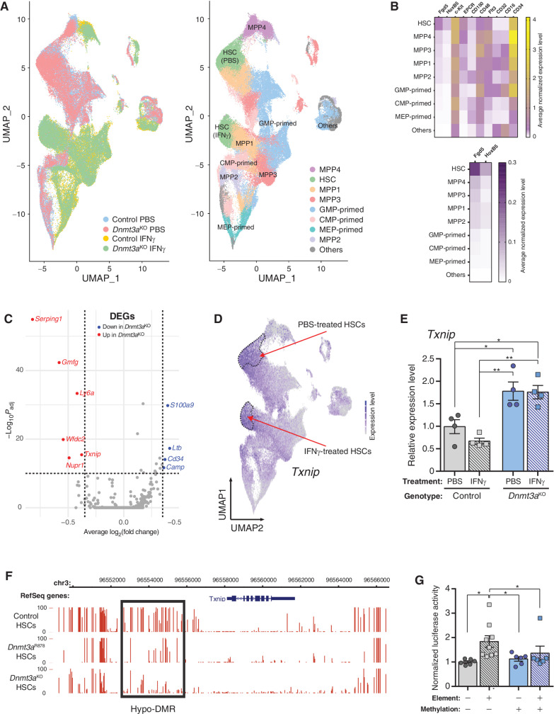 Figure 5. Txnip is a DNA methylation–sensitive gene involved in HSC stress response. A, UMAP clustering of single-cell RNA-seq data of control and Dnmt3aKO Lineage− c-Kit+EPCR+ hematopoietic cells after treatment with PBS or IFNγ. Left, clustering of cells by genotype and treatment. Right, assignment of cell identities to cell clusters. Two clusters of HSCs are identified, which represents HSCs from both genotypes separated by treatment. B, Marker gene expression used to assign identities to cell clusters. C, Volcano plot of differentially expressed genes (DEG) between IFNγ-treated control and Dnmt3aKO HSCs. D, Txnip expression in UMAP-clustered scRNA-seq data. Dashed lines outline HSC clusters. E, Txnip expression in HSCs purified from mice treated with PBS or IFNγ (n = 4). F, DNA methylation profile of Txnip locus in HSCs determined by WGBS. Height of red bar indicates methylation level of individual CpG. Black box denotes hypomethylated DMR in Dnmt3a-mutant HSCs. G, Luciferase activity of Txnip regulatory element in methylation-sensitive reporter assay. Firefly luciferase activity was measured 48 hours posttransfection and normalized to Renilla luciferase levels (n = 6–9). One-way ANOVA; *, P < 0.05; **, P < 0.01. Data represent mean ± SEM.