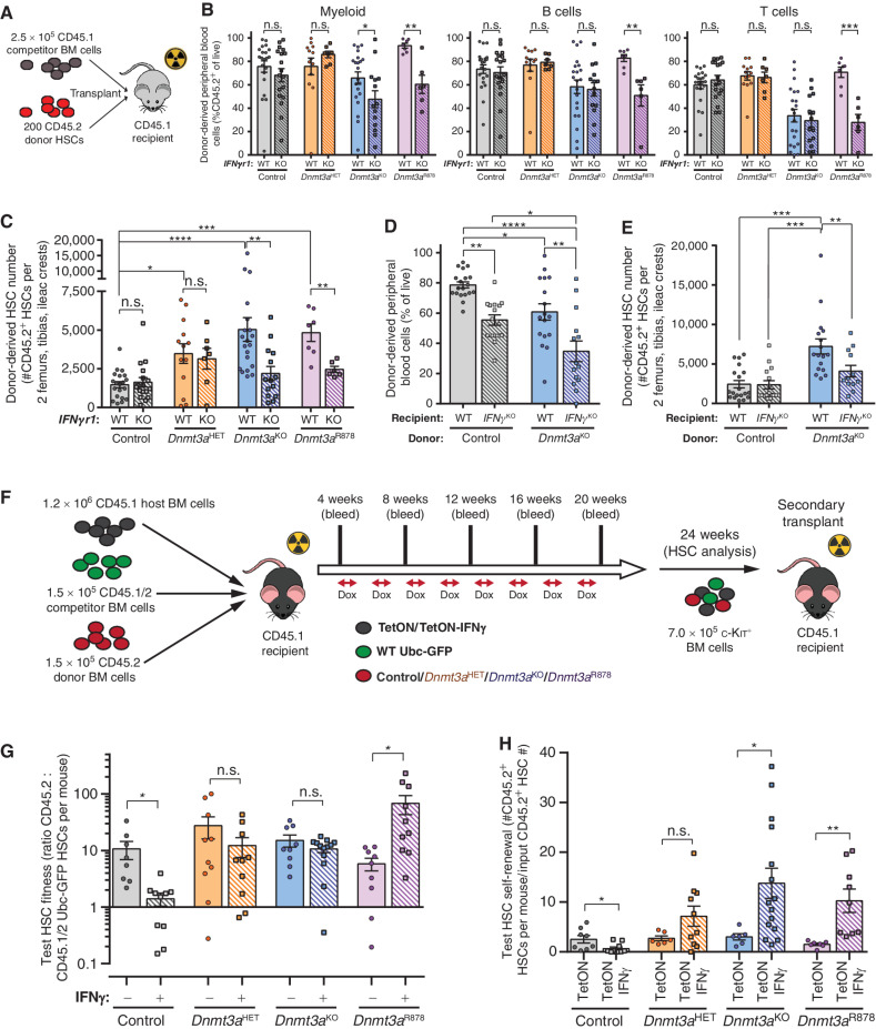 Figure 3. IFNγ signaling is required for clonal expansion of Dnmt3a-mutant HSCs. A, Schematic of competitive HSC transplantation. B, Donor-derived chimerism in peripheral blood lineages 16 weeks posttransplant (n = 6–21). C, Number of donor-derived HSCs (CD45.2+Lineage−c-Kit+EPCR+CD48−CD150+) in BM of recipients 18 weeks posttransplant (n = 6–21). D, Donor-derived chimerism in peripheral blood 16 weeks posttransplant in wild-type (WT) or IFNγKO recipients (n = 14–19). E, Number of donor-derived HSCs in BM of recipients 18 weeks posttransplant (n = 14–19). F, Schematic showing CH competition model. G, Test HSC fitness ratio 24 weeks posttransplant in CH competition model (n = 8–13). H, Number of test HSCs (CD45.2+Lineage−c-Kit+EPCR+CD48−CD150+Ubc-GFP−) generated in BM of secondary recipients 18 weeks posttransplant per input HSC from primary transplant shown in G (n = 7–15). One-way ANOVA (D and E) or two-tailed t test (B, C, G, and H; data are compared for treatment/condition relative to parental genotype); *, P < 0.05; **, P < 0.01; ***, P < 0.001; ****, P < 0.0001. Data represent mean ± SEM.