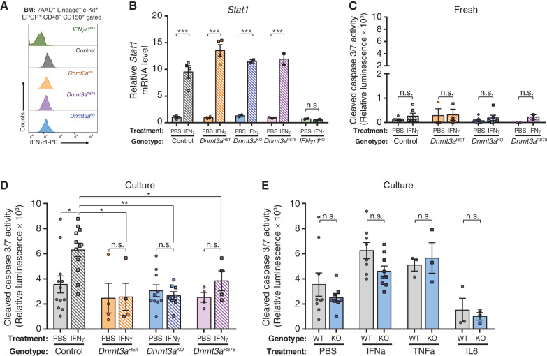 Figure 2. DNMT3A-mutant HSCs are Resistant to IFNg-induced Apoptosis. A, Cell surface protein expression (MFI) of IFNgr1 on HSCs (Lineage−c-Kit+EPCR+CD48−CD150+) measured by flow cytometry. B, Relative mRNA level of Stat1 in HSCs 2-hours after in vivo exposure to IFNγ (n = 2–4) measured by qPCR. C, Cleaved caspase 3/7 activity of HSCs freshly purified from mice treated with PBS or IFNγ (n = 2–9). D, Cleaved caspase 3/7 activity in HSCs purified from mice treated with PBS or IFNγ after a 16-hour culture period (n = 4–12). E, Cleaved caspase 3/7 activity in HSCs (WT = Control; KO = Dnmt3aKO) from mice treated with indicated cytokines or PBS after a 16-hour culture period (n = 3–9). One-way ANOVA; *, P < 0.05; **, P < 0.01; ***, P < 0.001. Data represent mean ± SEM.