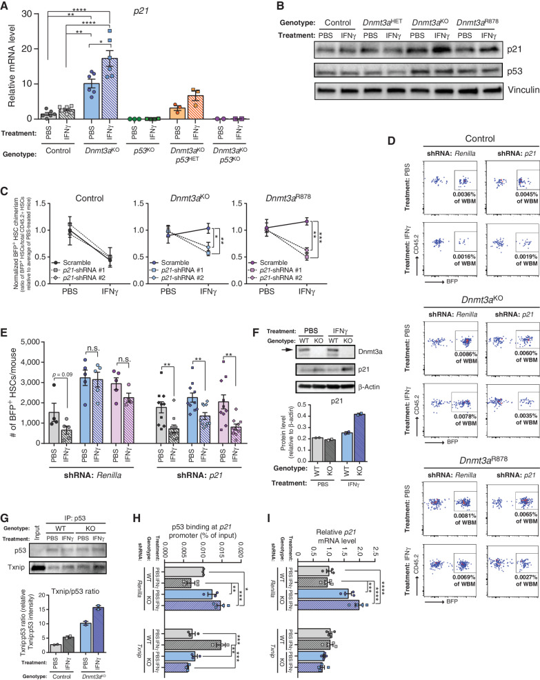 Figure 6. Txnip upregulates p21 in Dnmt3a-mutant HSCs in response to IFNγ. A, p21 mRNA levels in HSCs (Lineage−c-Kit+EPCR+CD48−CD150+) from mice treated with PBS or IFNγ (two doses, cells purified 2 hours after the second dose) measured by qPCR (n = 2–6). B, Protein levels measured by Western blot in hematopoietic progenitor cells (Lineage−c-Kit+) from mice treated with PBS or IFNγ (two doses, cells purified 2 hours after the second dose). Representative of two independent experiments. C, Normalized level of BFP+ cell chimerism in donor-derived HSC (CD45.2+Lineage−c-Kit+EPCR+CD48−CD150+) pool 18 weeks posttransplant. Ratio for each mouse is normalized to average BFP+ HSC chimerism in PBS treatment for individual shRNAs for each genotype to account for differences in transduction efficiency (n = 4–5 per group). D, Representative flow cytometry plots from mice transplanted with shRNA-transduced hematopoietic progenitor cells. Plots show BFP+ HSC chimerism for each genotype and treatment from Lineage−c-Kit+EPCR+CD48−CD150+-gated BM. E, Number of BFP+ donor-derived HSCs (BFP+CD45.2+Lineage−c-Kit+EPCR+CD48−CD150+) in BM of recipients 18 weeks posttransplant. Data for two independent shRNAs targeting p21 are compiled, denoted by square (p21-shRNA #1) or diamond (p21-shRNA #2) shapes. F, Protein levels measured by western blot in 32D cells (WT = control; KO = Dnmt3aKO) following 24-hour IFNg (10 ng/mL) or PBS treatment. Arrow indicates full-length Dnmt3a. Representative of two independent experiments, quantification shown underneath. G, Western blot analysis of 32D cell lysate (treated with PBS or IFNg for 24h; WT = control, KO = Dnmt3aKO) following immunoprecipitation with p53 antibody. Representative of two independent experiments, quantification shown underneath. H, Chromatin-immunoprecipitation qPCR analysis of p53 enrichment at p21 promoter in 32D cells (WT = control, KO = Dnmt3aKO) transduced with shRNA targeting Renilla (control) or Txnip. Chromatin was isolated following a 24-hour exposure of IFNγ (10 ng/mL) or PBS (n = 3–4). I, qPCR for p21 expression levels in the same cells used in H. One-way ANOVA (A, C, H, I) or two-tailed t test (E, data are compared for IFNγ relative to PBS within each genotype/shRNA); *, P < 0.05; **, P < 0.01; ***, P < 0.001; ****, P < 0.0001. Data represent mean ± SEM.