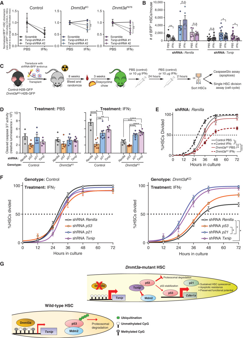 Figure 7. Txnip preserves functional integrity of Dnmt3a-mutant HSCs via p21. A, Normalized level of BFP+ cell chimerism in donor-derived HSC (CD45.2+Lineage−c-Kit+EPCR+CD48−CD150+) pool 18 weeks posttransplant. Ratio for each mouse is normalized to average BFP+ HSC chimerism in PBS treatment for individual shRNAs for each genotype to account for differences in transduction efficiency (n = 4–5 per group). B, Number of BFP+ donor-derived HSCs (BFP+CD45.2+Lineage−c-Kit+EPCR+CD48−CD150+) in BM of recipients 18 weeks posttransplant. Data for two independent shRNAs targeting Txnip are compiled, denoted by square (Txnip-shRNA #1) or diamond (Txnip-shRNA #2) shapes. C, Schematic of functional genetic rescue by lentiviral shRNA transduction in H2B-GFP–labeled HSCs. D, Cleaved caspase 3/7 activity of shRNA-transduced HSCs (GFP+BFP+Lineage−c-Kit+EPCR+CD48−CD150+) purified from mice treated with PBS or IFNγ (two doses, cells purified 2 hours after the second dose). Apoptosis was quantified following a 16-hour culture period (n = 4–7). Data for two independent shRNAs targeting p53, p21 and Txnip are compiled. E, Time to first division of H2B-GFP–labeled HSCs (GFP+BFP+Lineage−c-Kit+EPCR+CD48−CD150+) of indicated genotypes transduced with Renilla-targeting shRNA (control) from mice treated with PBS or IFNγ (n = 4). F, Time to first division of H2B-GFP–labeled control or Dnmt3aKO HSCs (GFP+BFP+Lineage−c-Kit+EPCR+CD48−CD150+) transduced with shRNA targeting indicated genes from mice treated with IFNγ (n = 4). G, Schematic illustrating Txnip-p53-p21 axis in the preservation of Dnmt3a-mutant HSCs. One-way ANOVA (A), two-tailed t test (B, data are compared for IFNγ relative to PBS within each genotype/shRNA), two-way ANOVA (D and E) or one-way ANOVA with Tukey multiple test correction (F); *, P < 0.05; **, P < 0.01; ***, P < 0.001; ****, P < 0.0001. Data represent mean ± SEM.