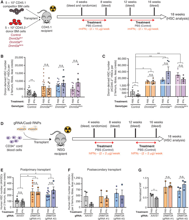 Figure 1. DNMT3A-mutant HSCs are insensitive to the deleterious Effects of IFNγ in vivo. A, Schematic of competitive transplant where recipients were challenged with IFNγ. B, Number of donor-derived HSCs (CD45.2+Lineage−c-Kit+EPCR+CD48−CD150+) in BM of recipients 18 weeks post primary transplant (n = 8–15). C, Quantification of donor-derived HSCs in BM of recipients 18 weeks post secondary transplant (n = 3–5). D, Schematic of transplantation of CRISPR-edited human CD34+ cord blood cells into NSG mice. E, Number of human HSCs (mCD45−hCD45+Lineage−CD38−CD34+CD45RA−CD90+CD49f+) in BM of NSG recipients 18 weeks post-transplant (n = 5–9). F, Number of human HSCs in BM of NSG recipients 18 weeks postsecondary transplant (n = 2–4). G, Relative clone size of CRISPR-edited human cells postsecondary transplant (hCD45+ BM). VAF post secondary transplant was normalized to that of pretransplant CD34+ cells. One-way ANOVA; *, P < 0.05; **, P < 0.01. Data represent mean ± SEM.