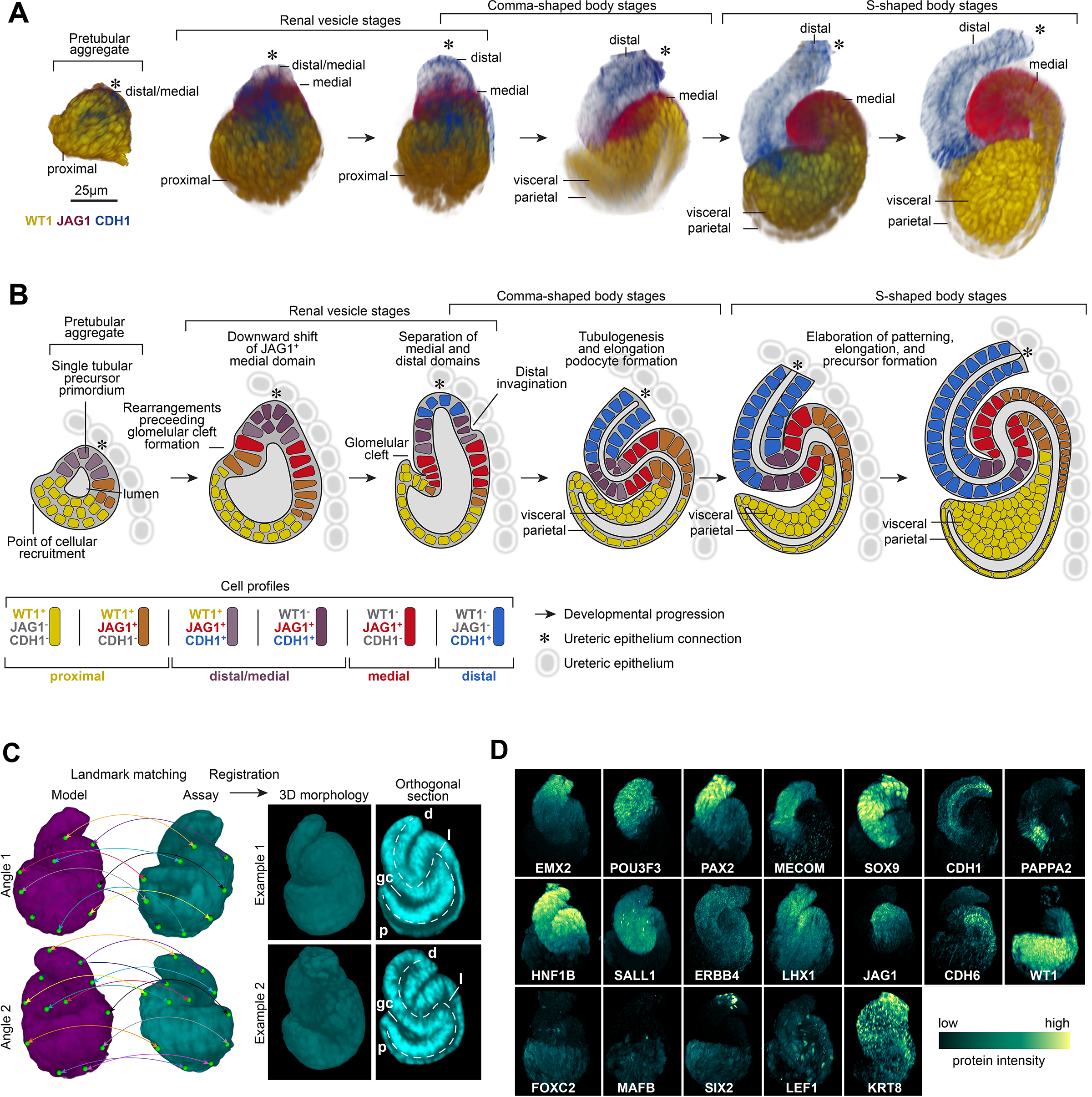 Figure 2 -