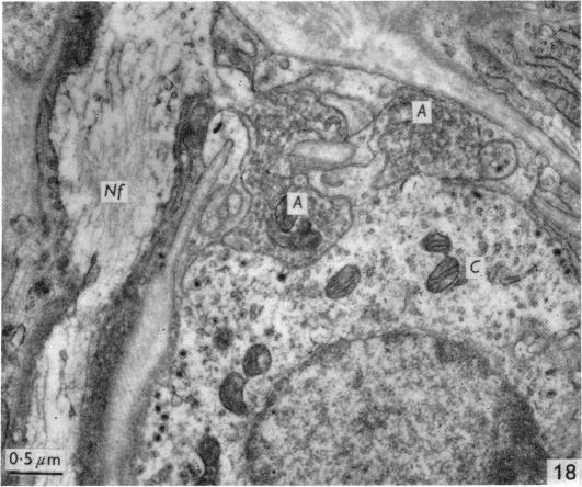 Fig. 18