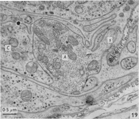 Fig. 19