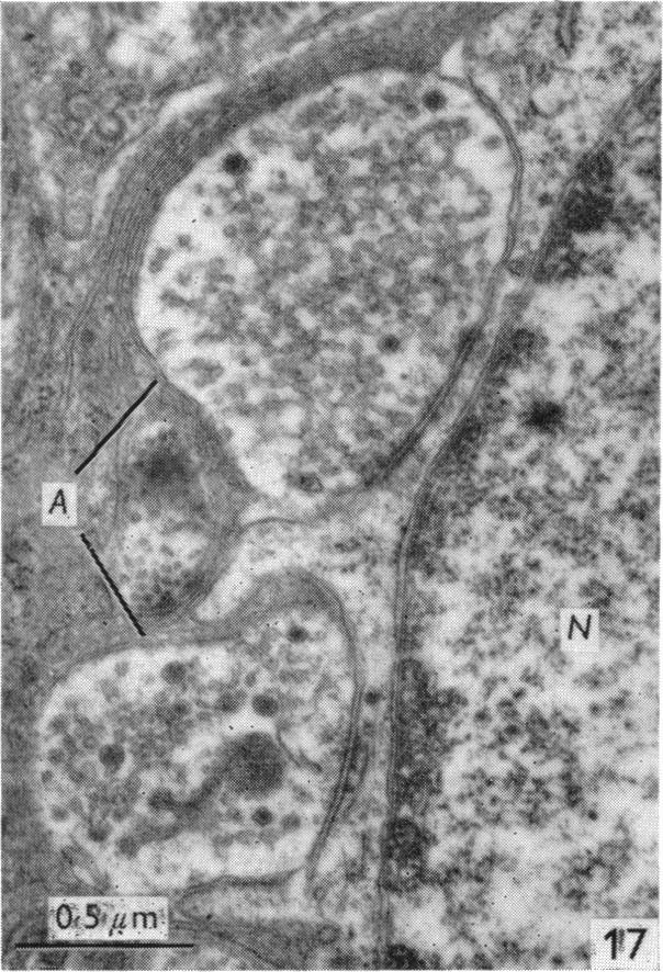 Fig. 17