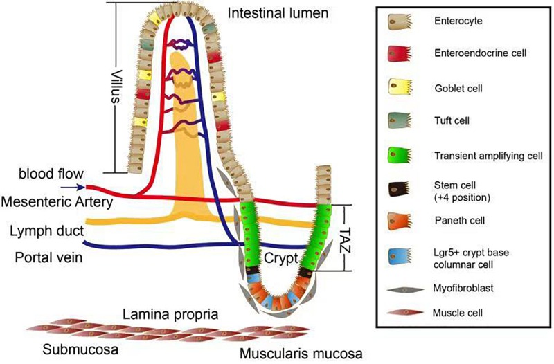 FIGURE 1