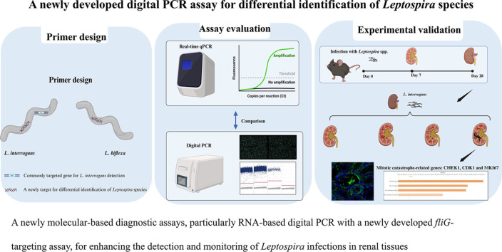 Image, graphical abstract