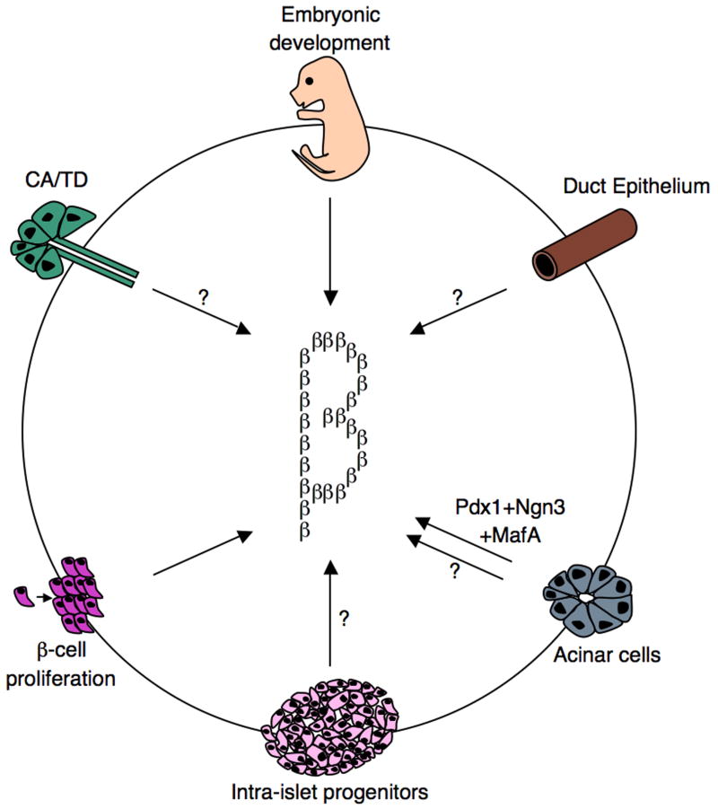 Beta-cell development and regeneration