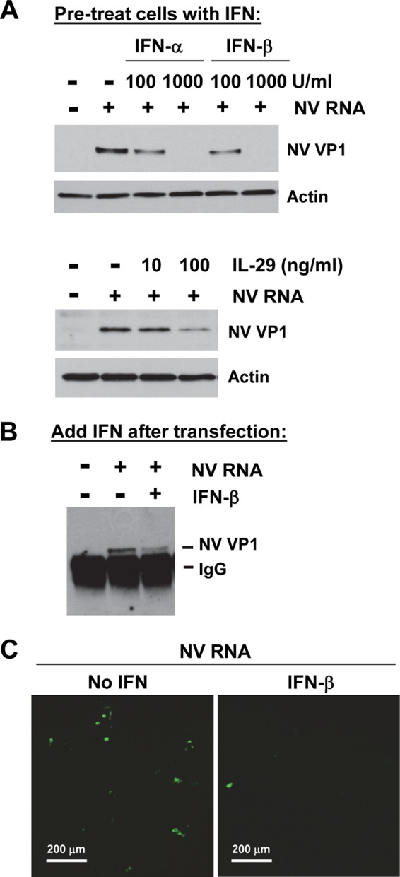 FIG 2