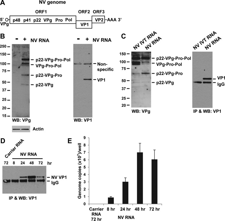 FIG 1