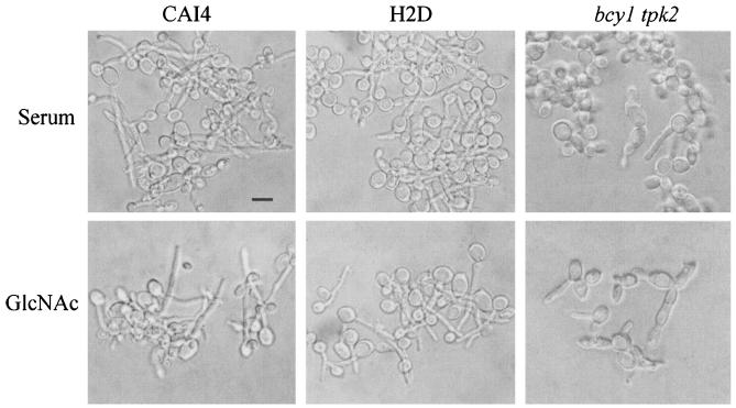 FIG. 7.