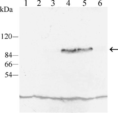 FIG. 8.