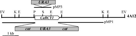 FIG. 1.