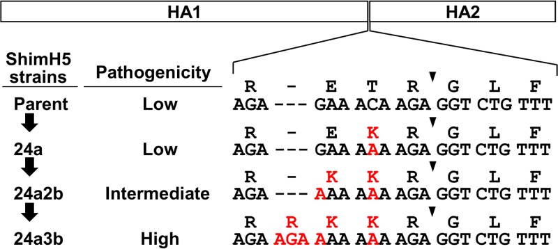 FIG 1 