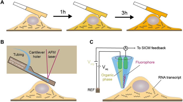 Fig. 10