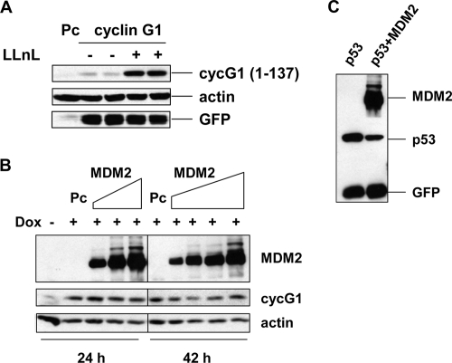 FIG. 7.