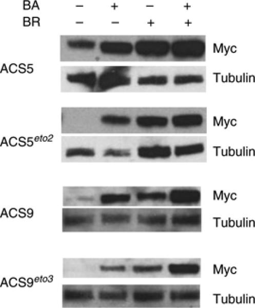 Regulation Of Acs Protein Stability By Cytokinin And Brassinosteroid - Pmc