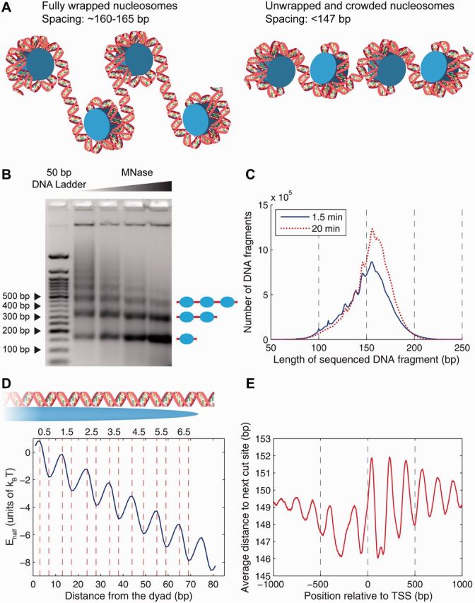 Figure 1: