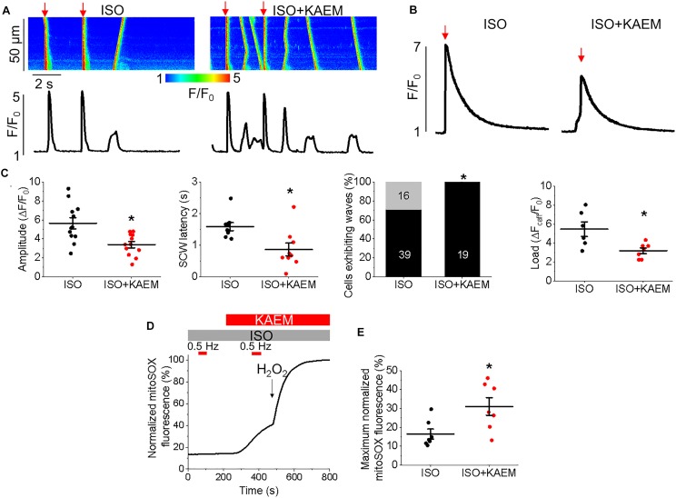 FIGURE 11