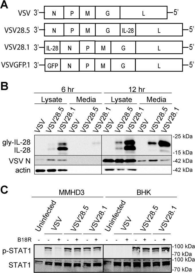 FIG 1