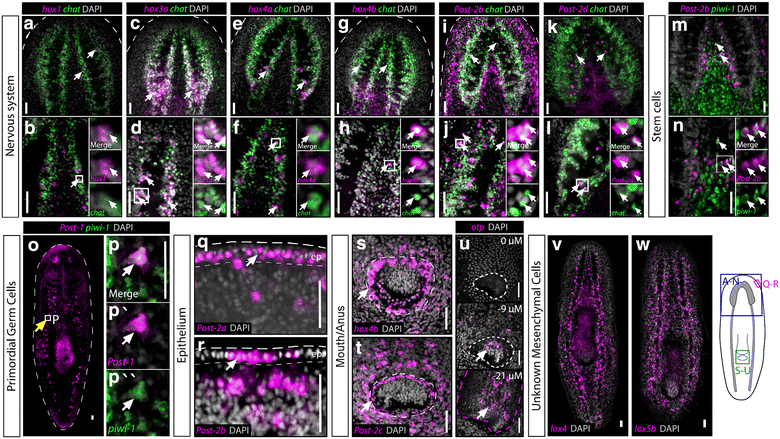 Fig. 3