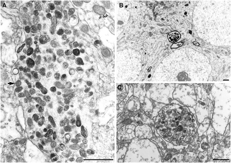 Fig. 6.