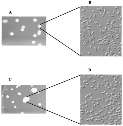 FIG. 3.