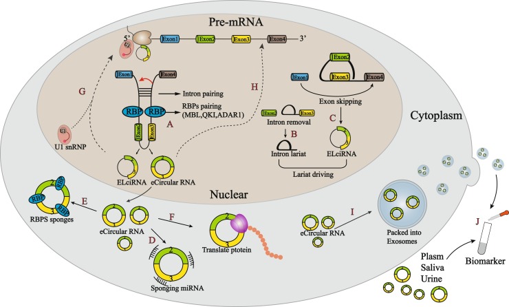 The role of circular RNAs in viral infection and related diseases - PMC