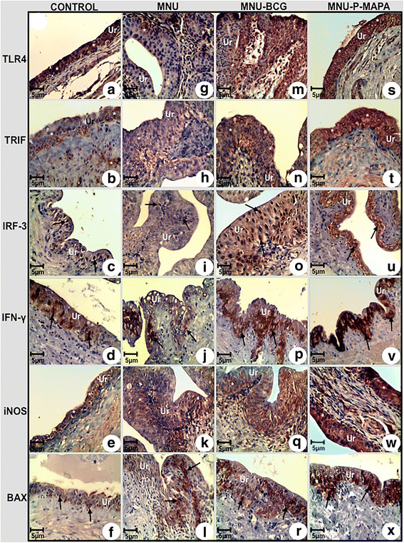 Fig. 5