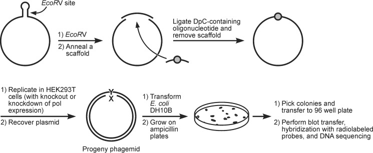 Scheme 2.