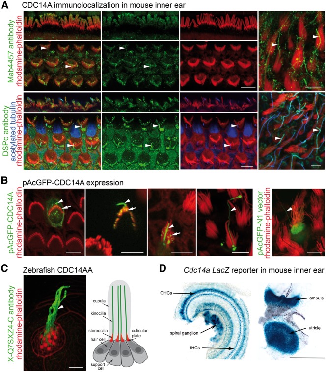 Figure 4.